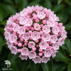  Кальмия широколистная (Kalmia latifolia) фото 1 