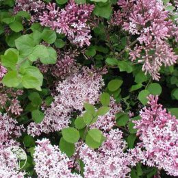 Сирень мелколистная Суперба