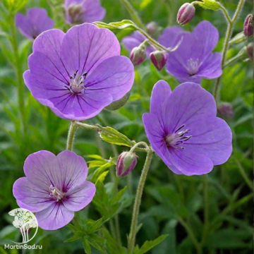 Фото Герань гибридная Бруксайд