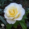 Роза чайно-гибридная Шопен на штамбе фото 2 