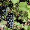 Виноград прибрежный фото 1 