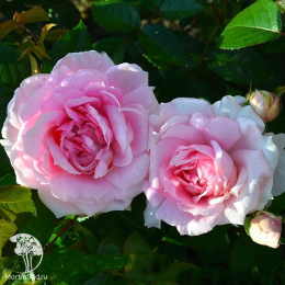 Роза канадская Ламберт Клосс