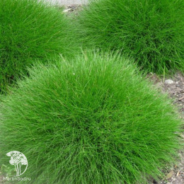 Овсяница Готье Тедди Беар