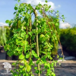 Ива козья Огон на штамбе