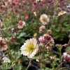 Geum Petticoats Pich Гравилат Петтикоатс Пич фото 4 