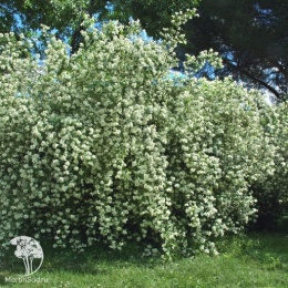 Чубушник венечный