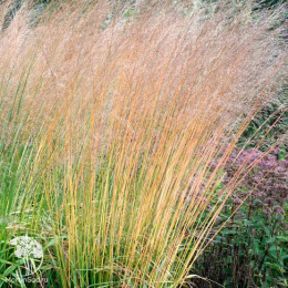 Оригинальное растение для садовых композиций