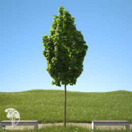 Клён остролистный Колумнаре