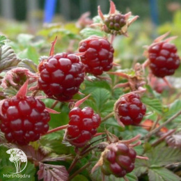 Княженика Пима