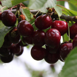 Черешня гибрид Ревна + Мичуринка