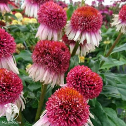 Эхинацея Строберри Энд Крим