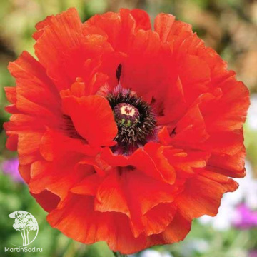 Фото Мак восточный Айкэтчер