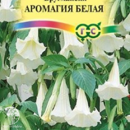 Бругмансия Аромагия белая 