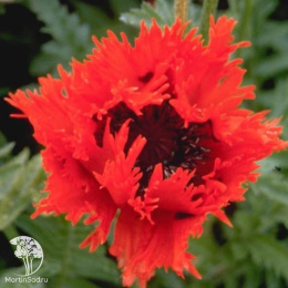 Мак восточный Кёрлилокс