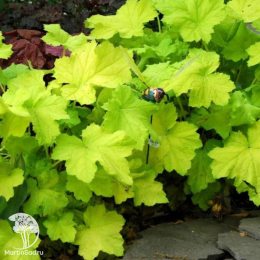 Сверхвыгодный микс! Гейхера Фисташ + Гейхера Саузен Комфорт + Гейхера Мега Карамель