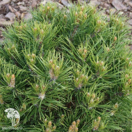 Cосна горная Хессе