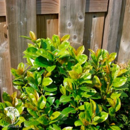 Лавровишня обыкновенная Ани