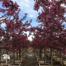 Яблоня декоративная Роял Рейндропс