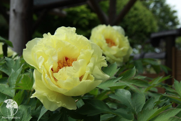 Фото Пион древовидный Укан