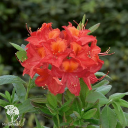 Азалия Тунис