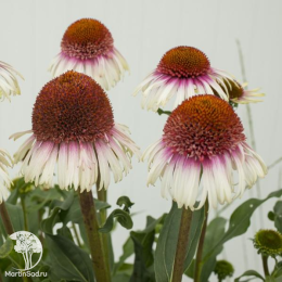 Эхинацея Строберри Энд Крим