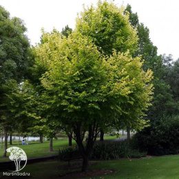 Вяз малый Луи ван Хут