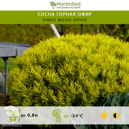 Сосна горная Офир