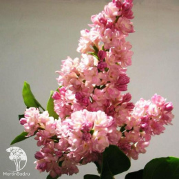 Сирень обыкновенная Жемчужина