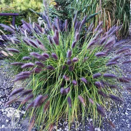 Пеннисетум лисохвостый Блэк Бьюти