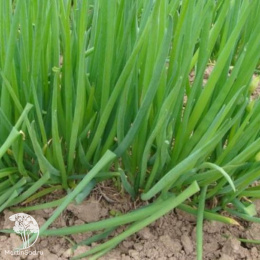 Лук батун Перформер