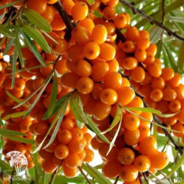 Облепиха Ажурная (женская форма)