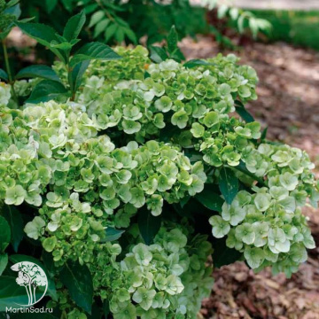 Фото Гортензия Фейри Трейл Грин