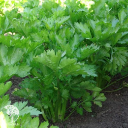 Сельдерей листовой Ажур