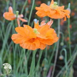 Мак скалоломный Флор Плено