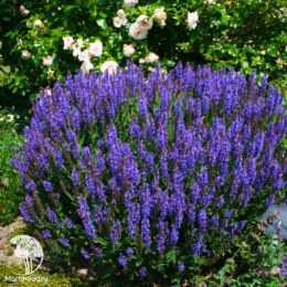 Набор для ароматной грядки шалфей Блаухугель + Сенсейшн Роуз + Негрито