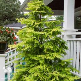 Метасеквоя глиптостробусовая Голдраш на штамбе