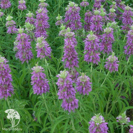 Монарда лимонная Мона Лиза ---  Прян.