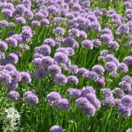 Лук стареющий