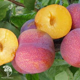 Слива диплоидная Пинк Сатурн