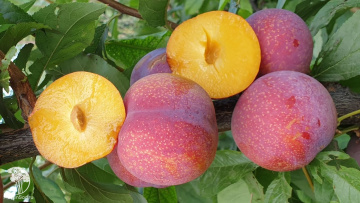 Фото Слива диплоидная Пинк Сатурн