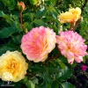 Роза флорибунда Лампион фото 1 