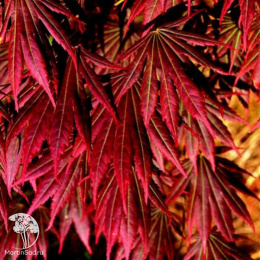 Клён Ширасавы Джохин