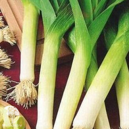 Лук порей Летний бриз (серия Заморозь!)