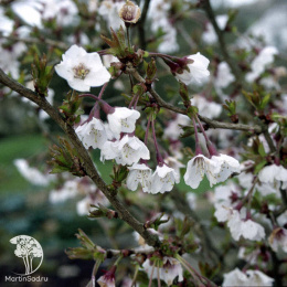 Вишня японская Коджо-но-маи