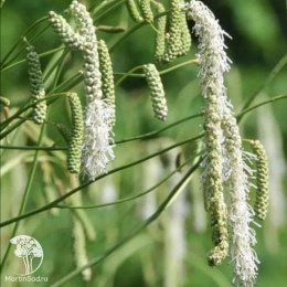 Кровохлёбка тонколистная Альба