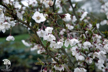 Фото Вишня японская Коджо-но-маи