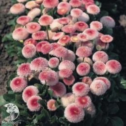  Маргаритка многолетняя Тассо клубника со сливками