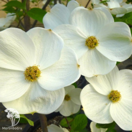 Дёрен наттелла Эддис Вайт Вандер