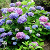 Гортензия крупнолистная (серия бесконечное лето) Эндлесс Саммер Зе Ориджинал фото 2 