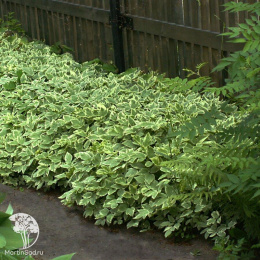 Cныть обыкновенная Вариегата